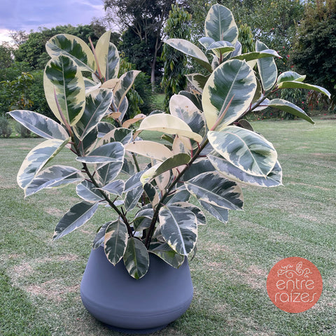 Ficus elástica tineke + vaso bojuda cinza
