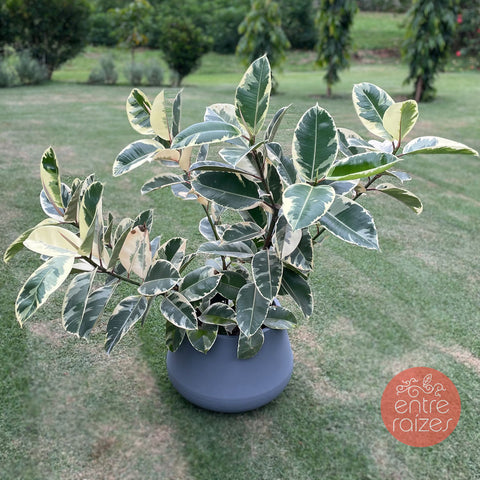 Ficus elástica tineke + vaso bojuda cinza