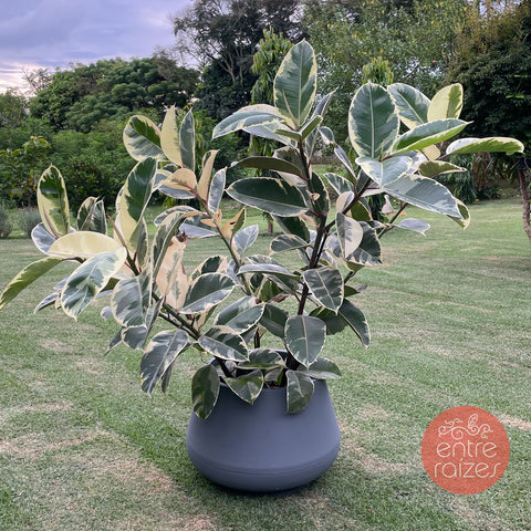 Ficus elástica tineke