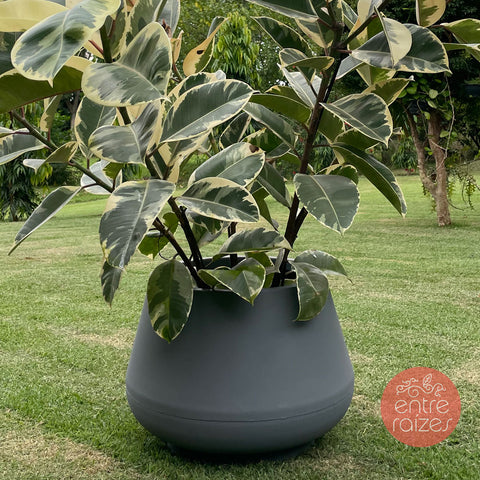 Ficus elástica tineke + vaso bojuda cinza