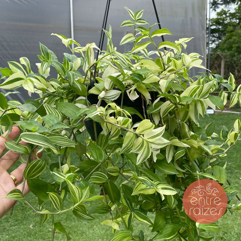 Tradescantia 'Yellow Hill'