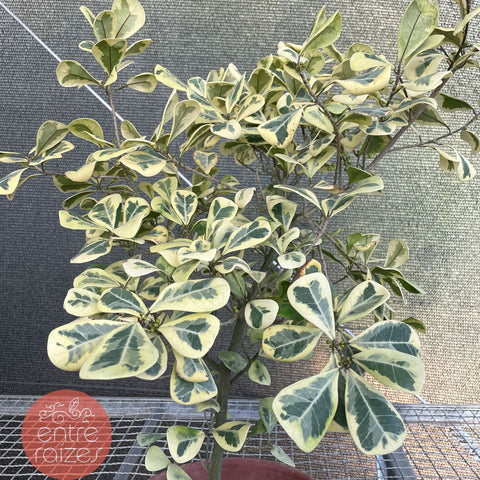 ficus triangularis variegata