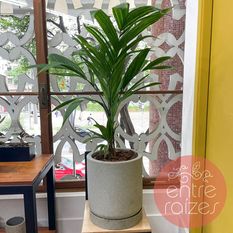 Areca trianda