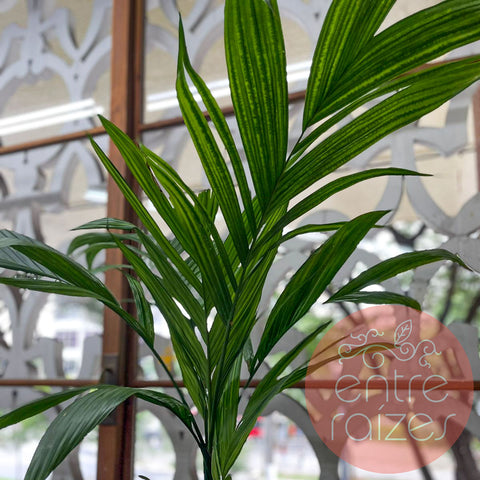 Areca trianda + vaso cumbuca alongado G