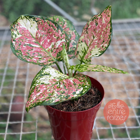 Aglaonema tricolor