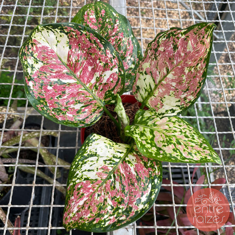 Aglaonema tricolor