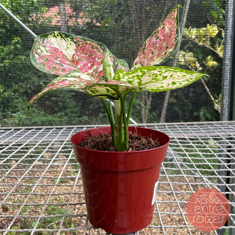 Aglaonema tricolor