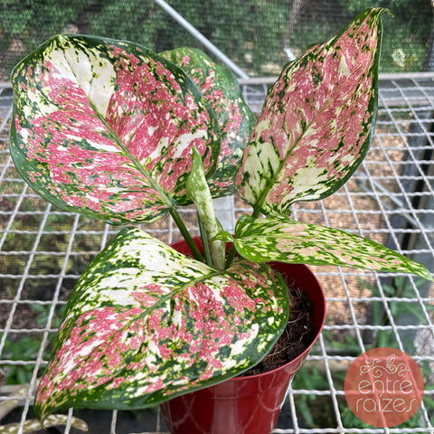 Aglaonema tricolor