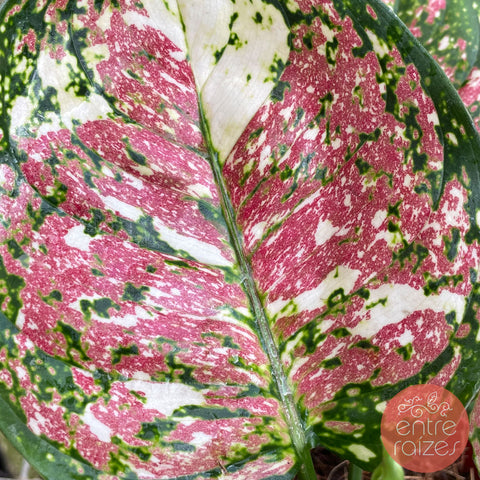 Aglaonema tricolor