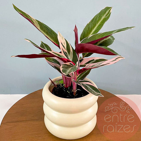 Calathea triostar + cachepot ondas em cerâmica