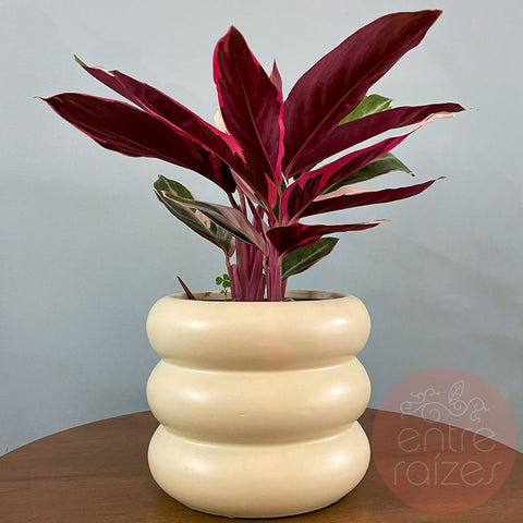 Calathea triostar + cachepot ondas em cerâmica