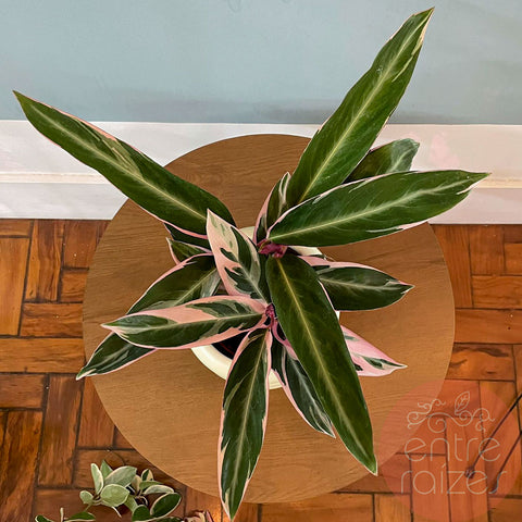 Calathea triostar + cachepot ondas em cerâmica