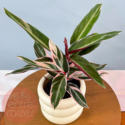 Calathea triostar + cachepot ondas em cerâmica