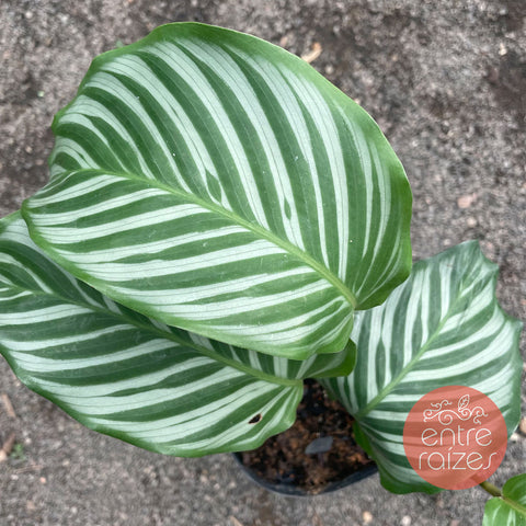 Calathea vaginata 'carla'