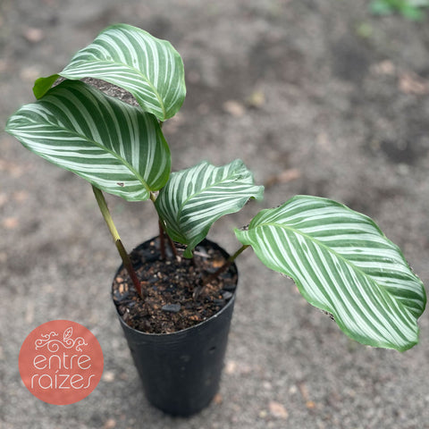 Calathea vaginata 'Carla'
