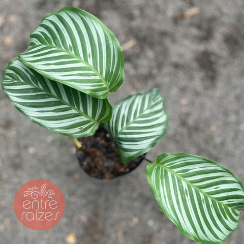 Calathea vaginata 'Carla'