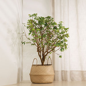 Vasos Cachepots Cesto Em Seagrass - 1