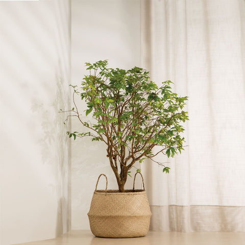 Vasos Cachepots Cesto Em Seagrass - 3