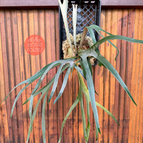 Platycerium Veitchii Lemoinei