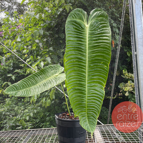 Anthurium veitchii - grande
