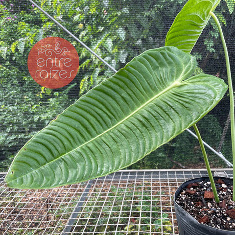 Anthurium veitchii - grande