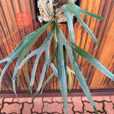 Platycerium Veitchii Lemoinei
