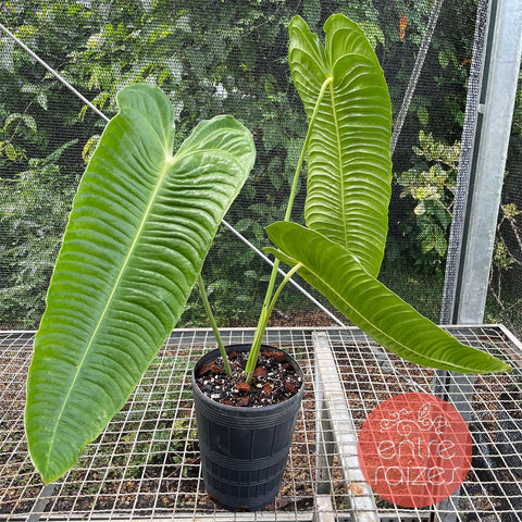 Anthurium veitchii - grande