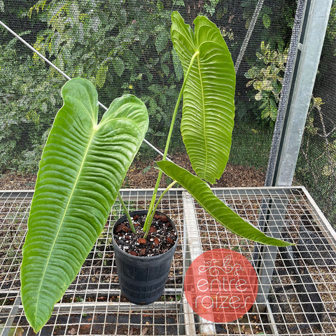 Anthurium veitchii - grande