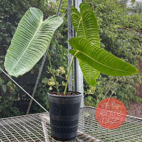 Anthurium veitchii - grande