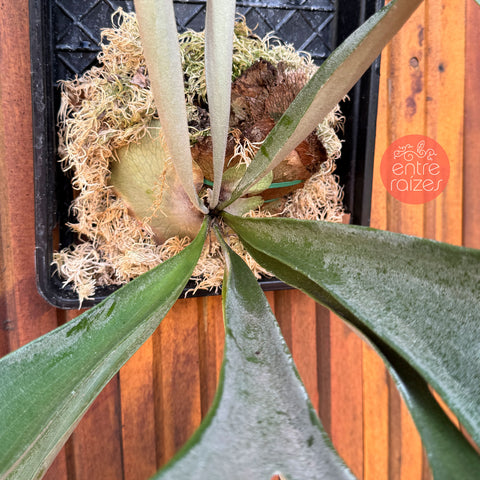 Platycerium Veitchii Lemoinei