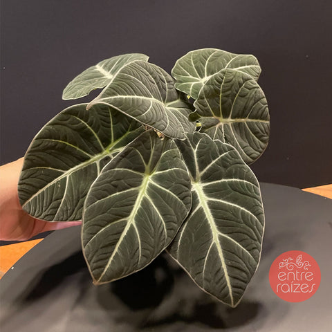 Alocasia black velvet