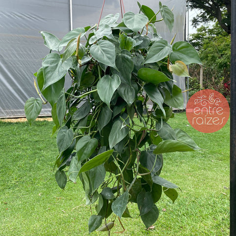 Philodendron hederaceum