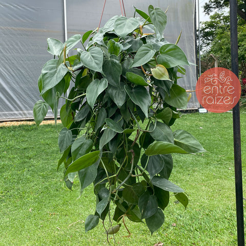 Philodendron hederaceum