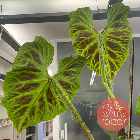 Philodendron verrucosum G