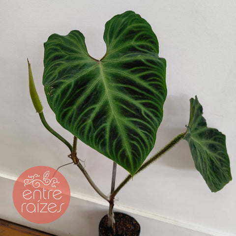 Philodendron verrucosum G