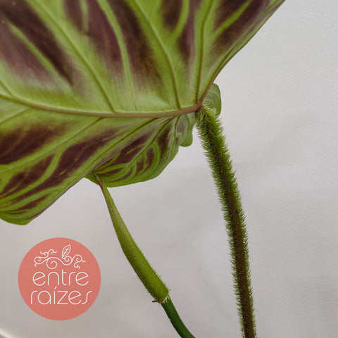 Philodendron verrucosum G