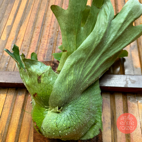 Platycerium Wandae