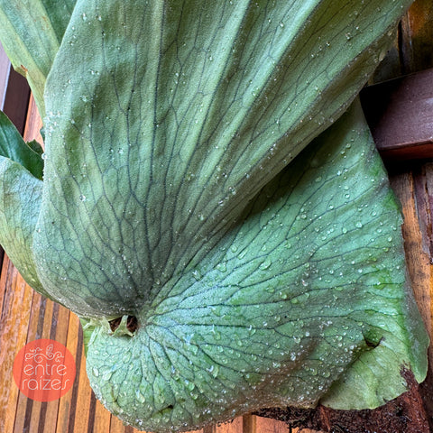 Platycerium Wandae