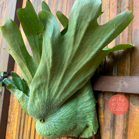 Platycerium Wandae