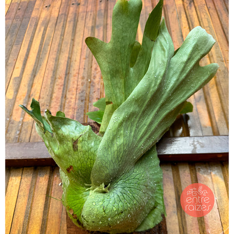 Platycerium Wandae