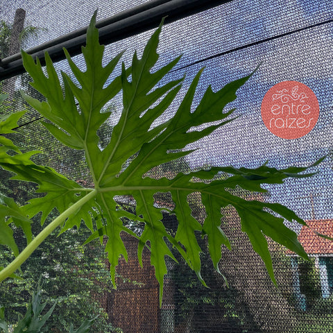 Philodendron warscewiczii