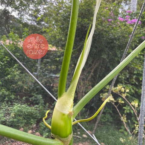 Philodendron warscewiczii