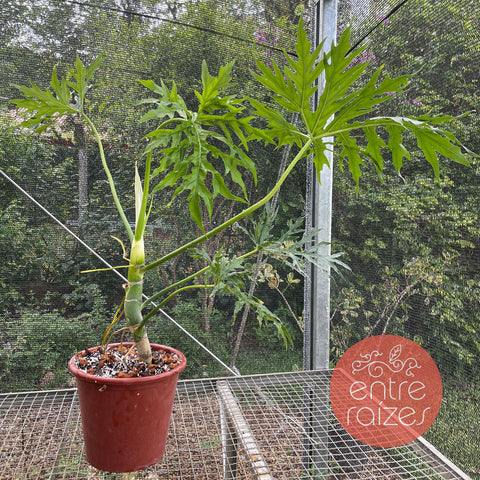 Philodendron warscewiczii