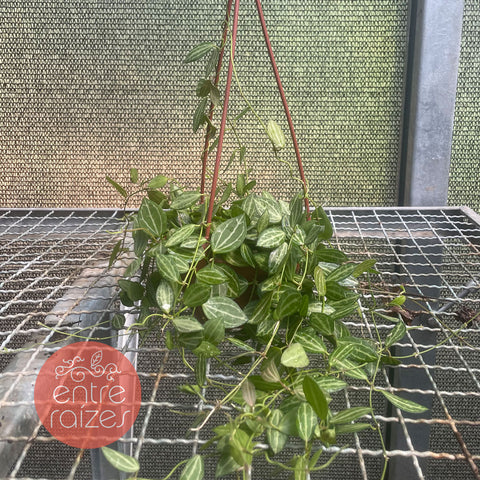 Dischidia ovata - watermelon