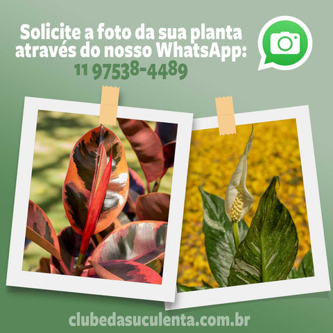 Philodendron Brasil
