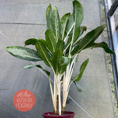 Aglaonema 'white rain'