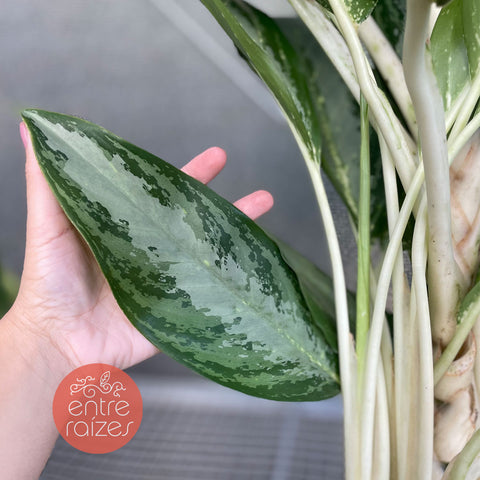 Aglaonema 'white rain'