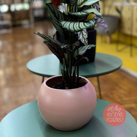 Calathea white star + cachepot bola rosa