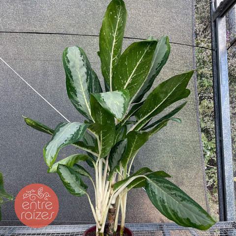 Aglaonema 'white rain'