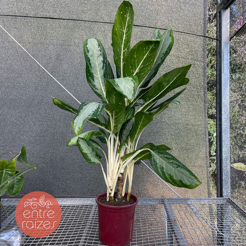 Aglaonema 'white rain'
